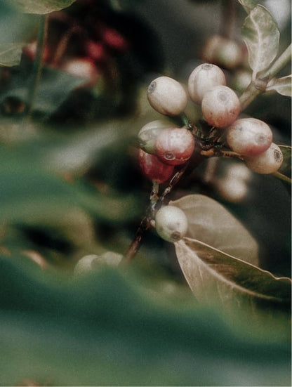 Caffeine Booster Gel — 30 ml